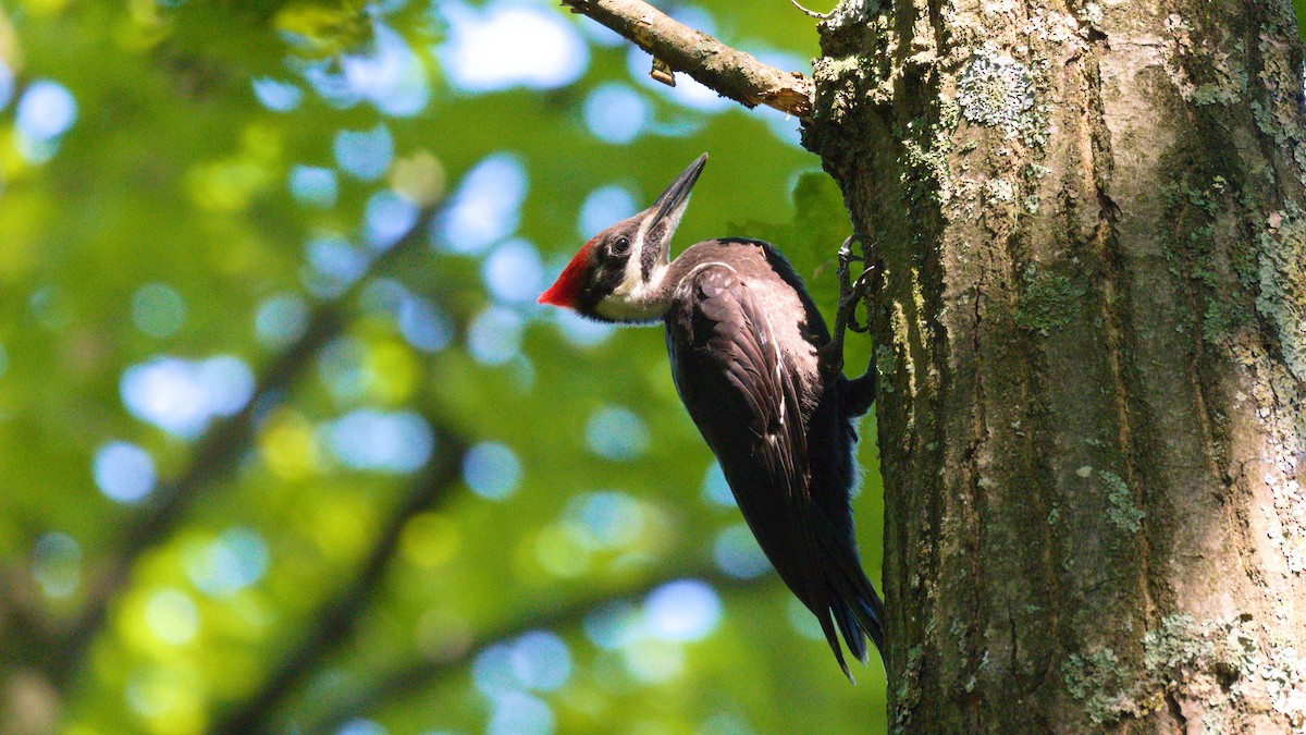 Pileated Woodpecker - Alex Mann