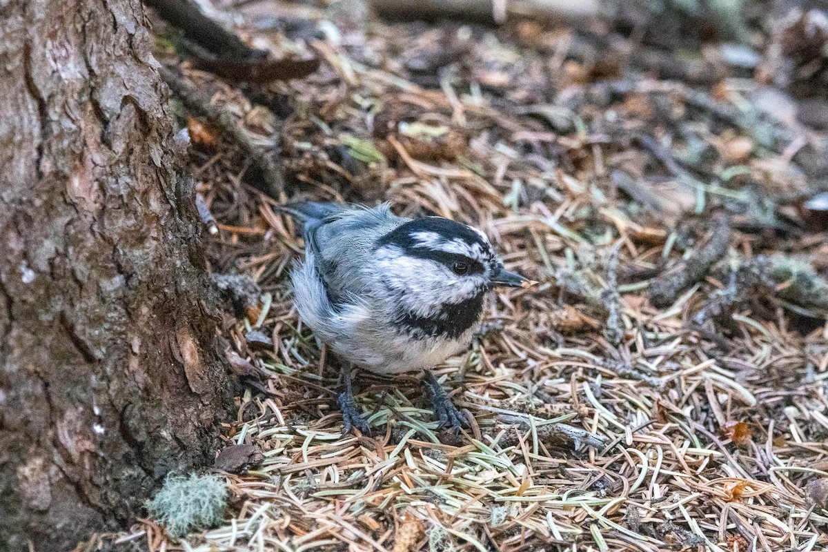 Mountain Chickadee - ML251002461