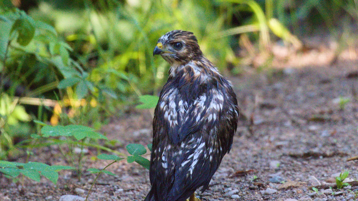 Broad-winged Hawk - ML251003181