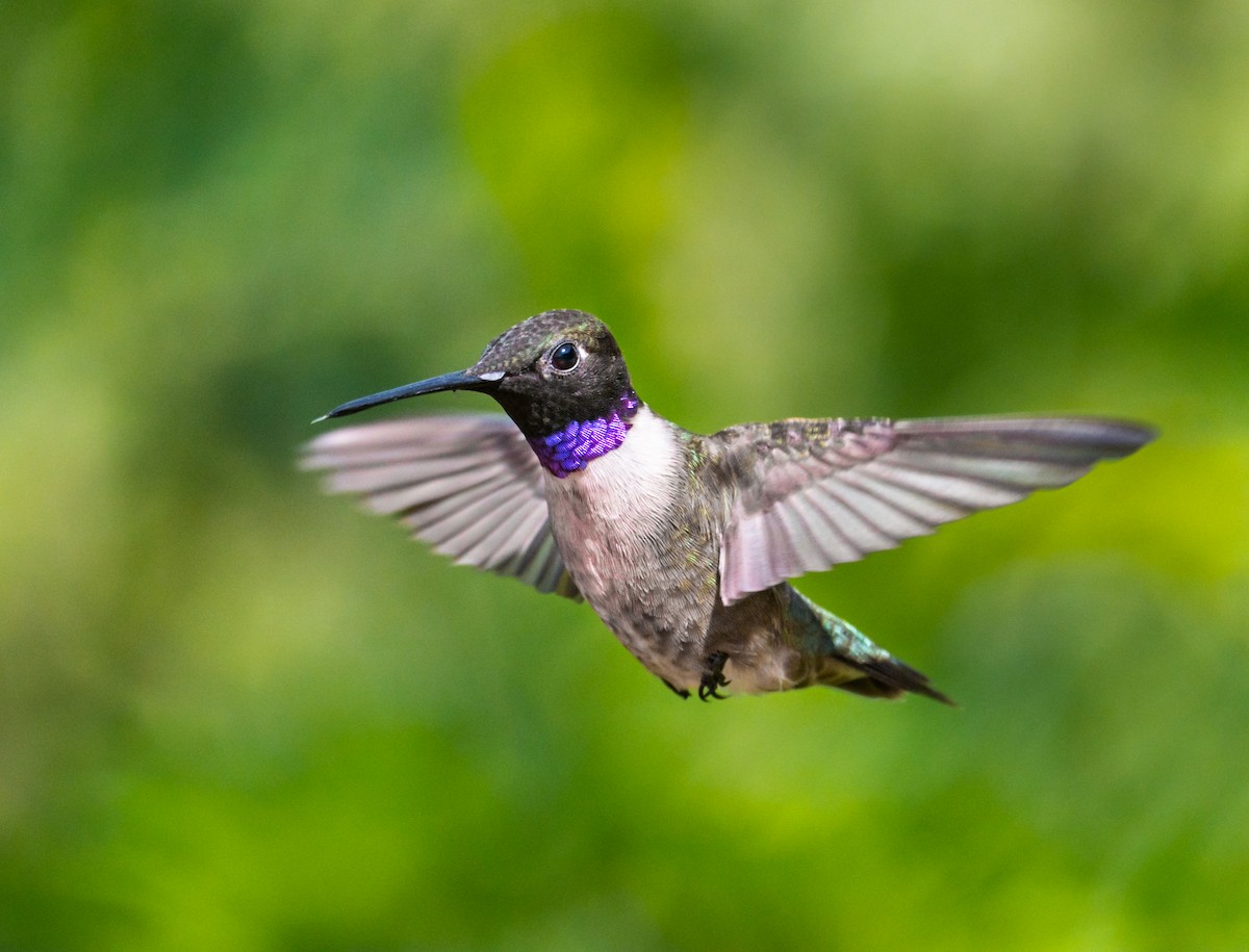 Black-chinned Hummingbird - Jim Merritt