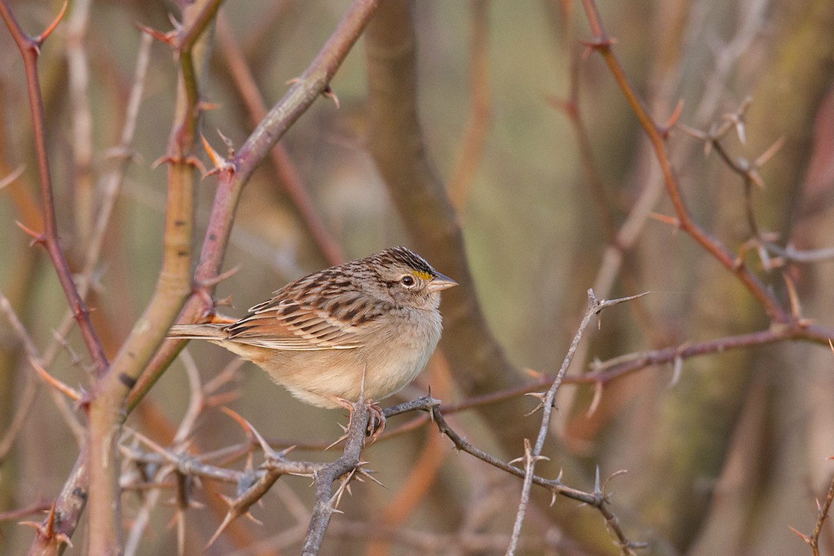 Grassland Sparrow - ML251006631