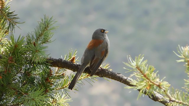 Рыжеспинный юнко (phaeonotus/palliatus) - ML251006761