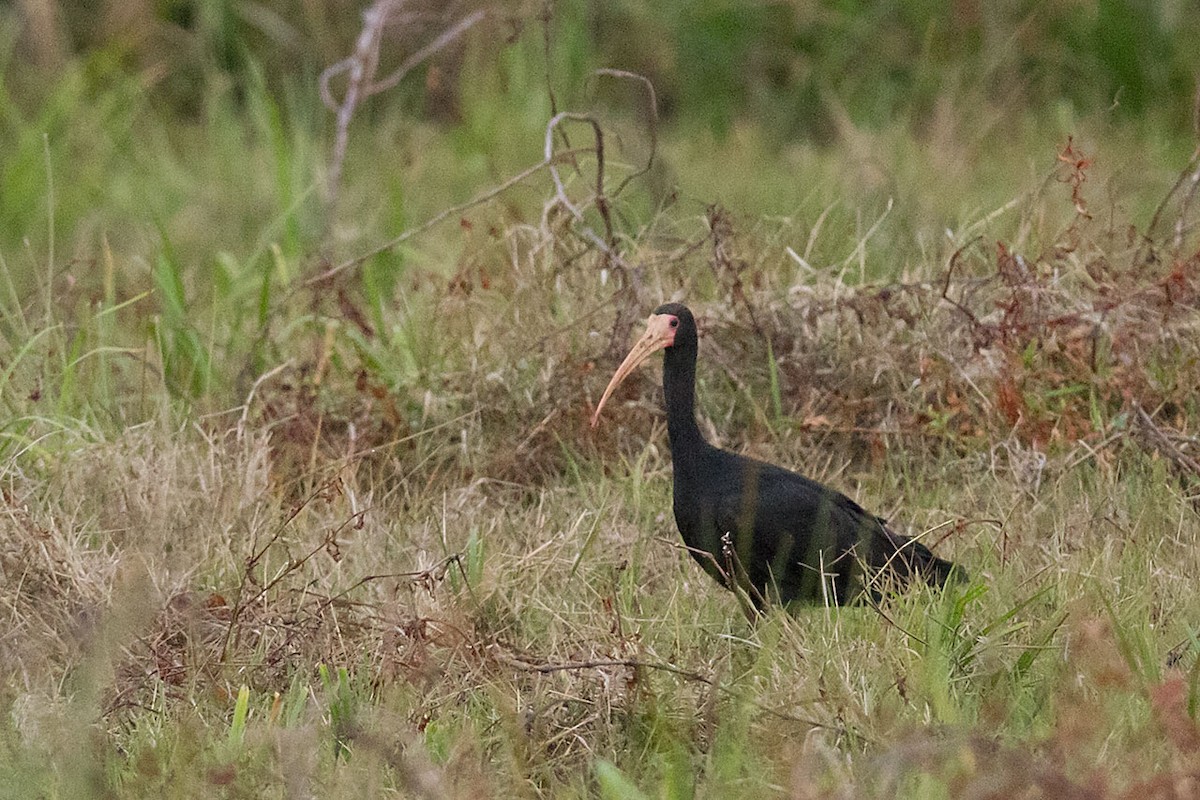 rødmaskeibis - ML251006851