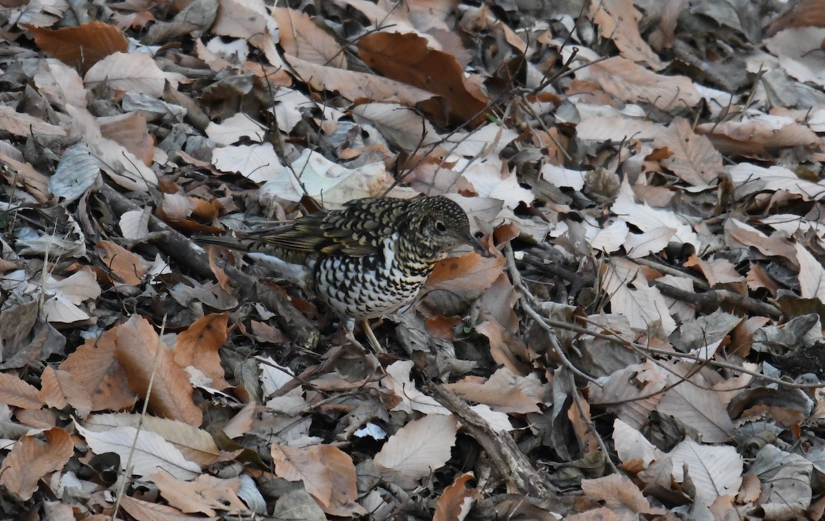 White's Thrush - Fumihiro SEMBA