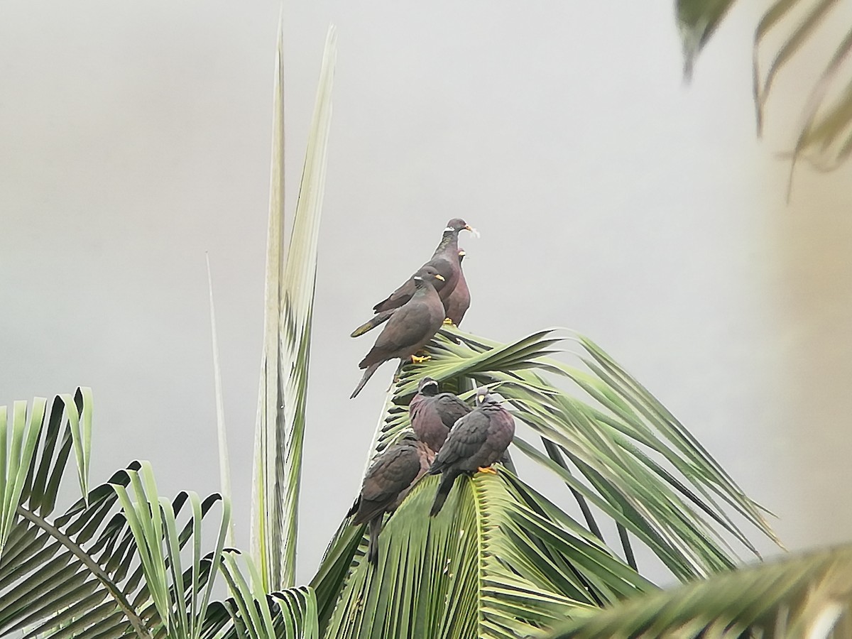 Band-tailed Pigeon - Fer Patiño