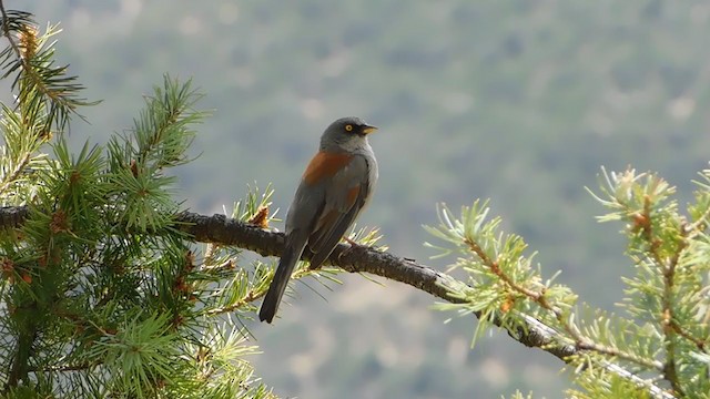 Юнко мексиканський (підвид phaeonotus/palliatus) - ML251007801