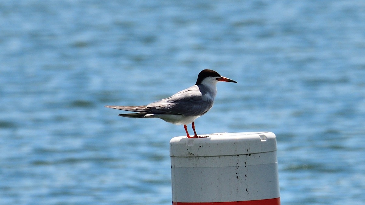 Forster's Tern - Mike Beck