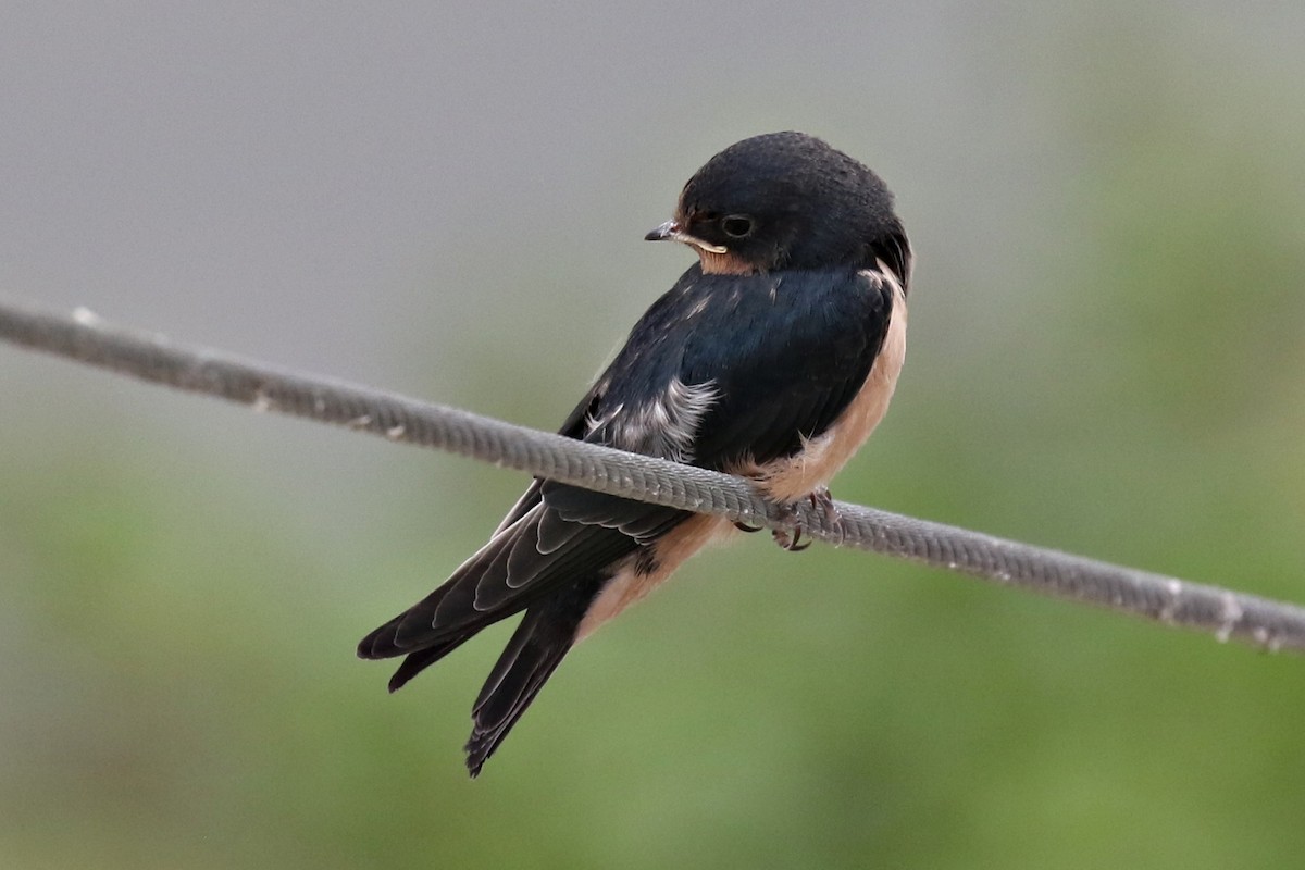 Barn Swallow - Ginger Spinelli