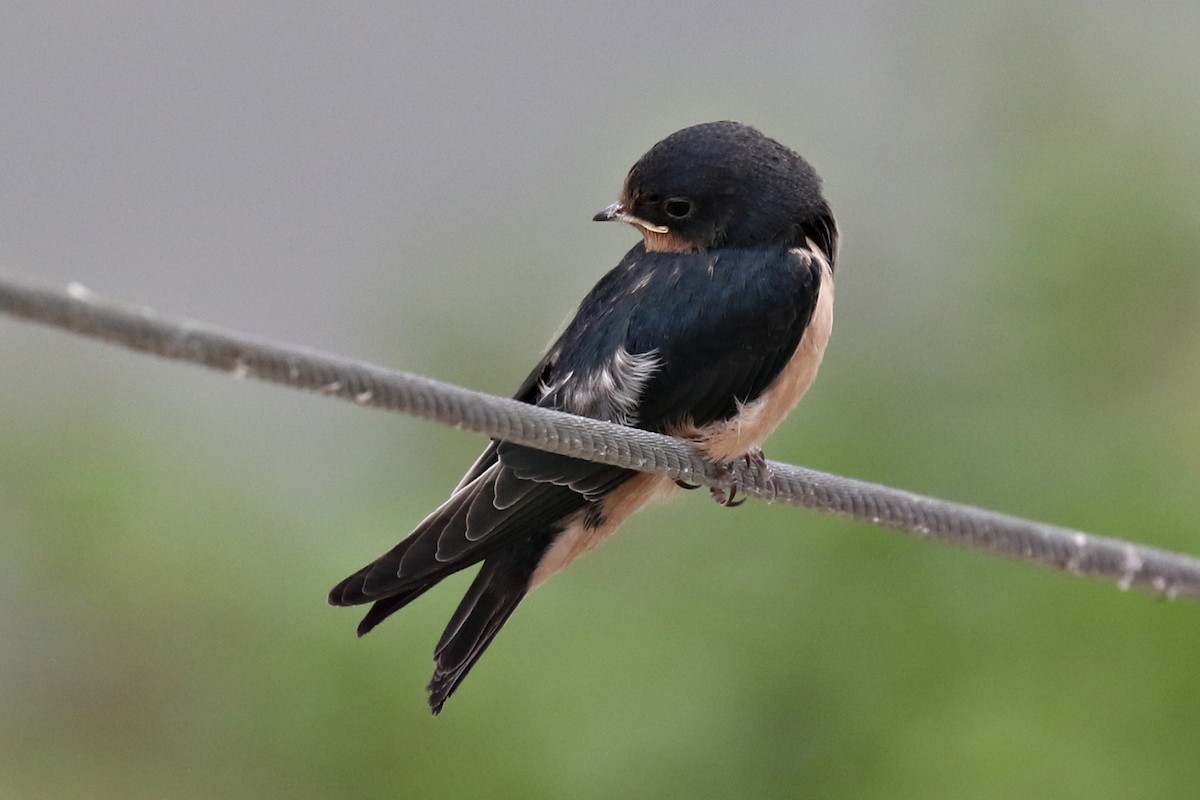 Barn Swallow - ML251010901