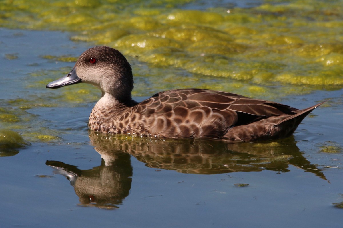 Gray Teal - Pauline and Ray Priest