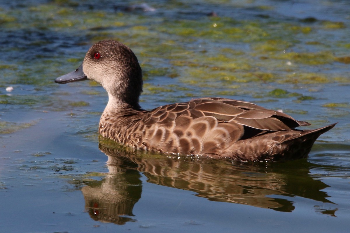 Gray Teal - Pauline and Ray Priest