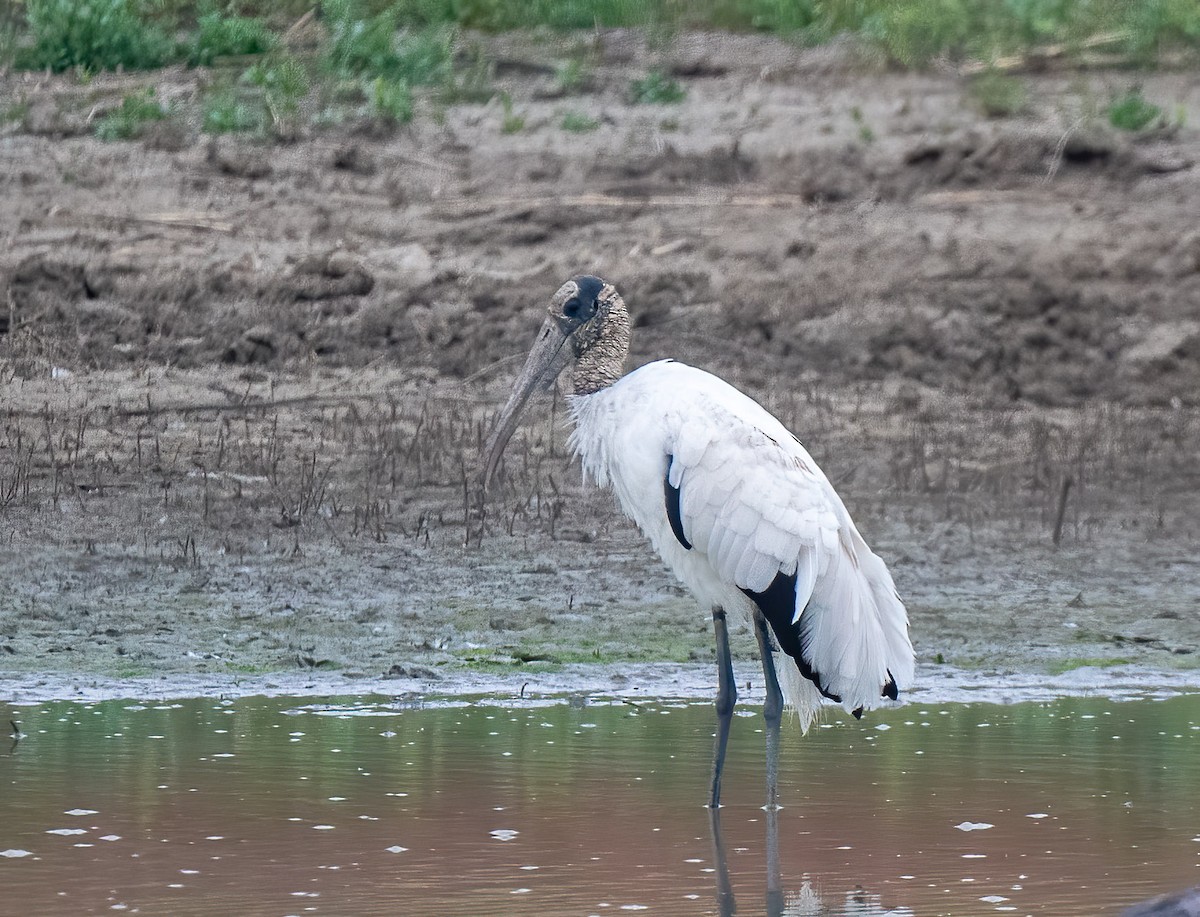 Wood Stork - Mel Senac