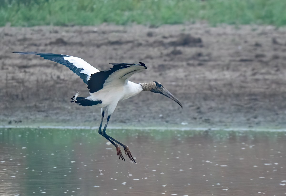 Wood Stork - Mel Senac