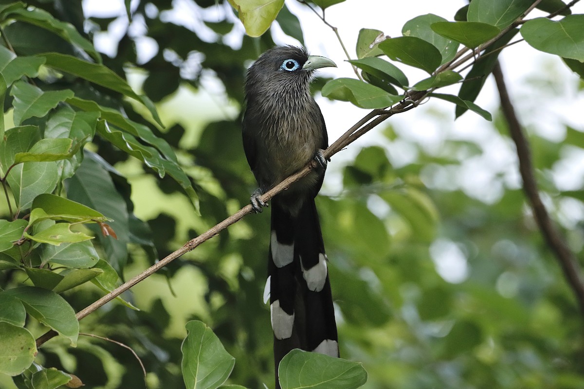 Blue-faced Malkoha - ML251011921