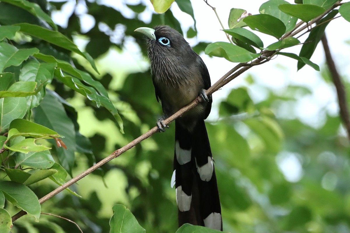 Blue-faced Malkoha - ML251011931