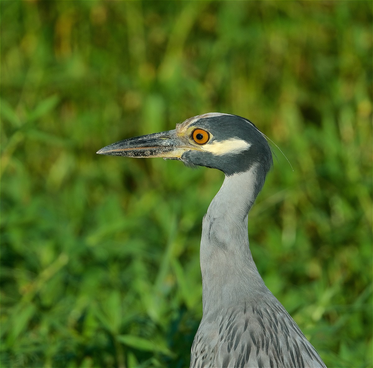 Yellow-crowned Night Heron - Harlan Stewart