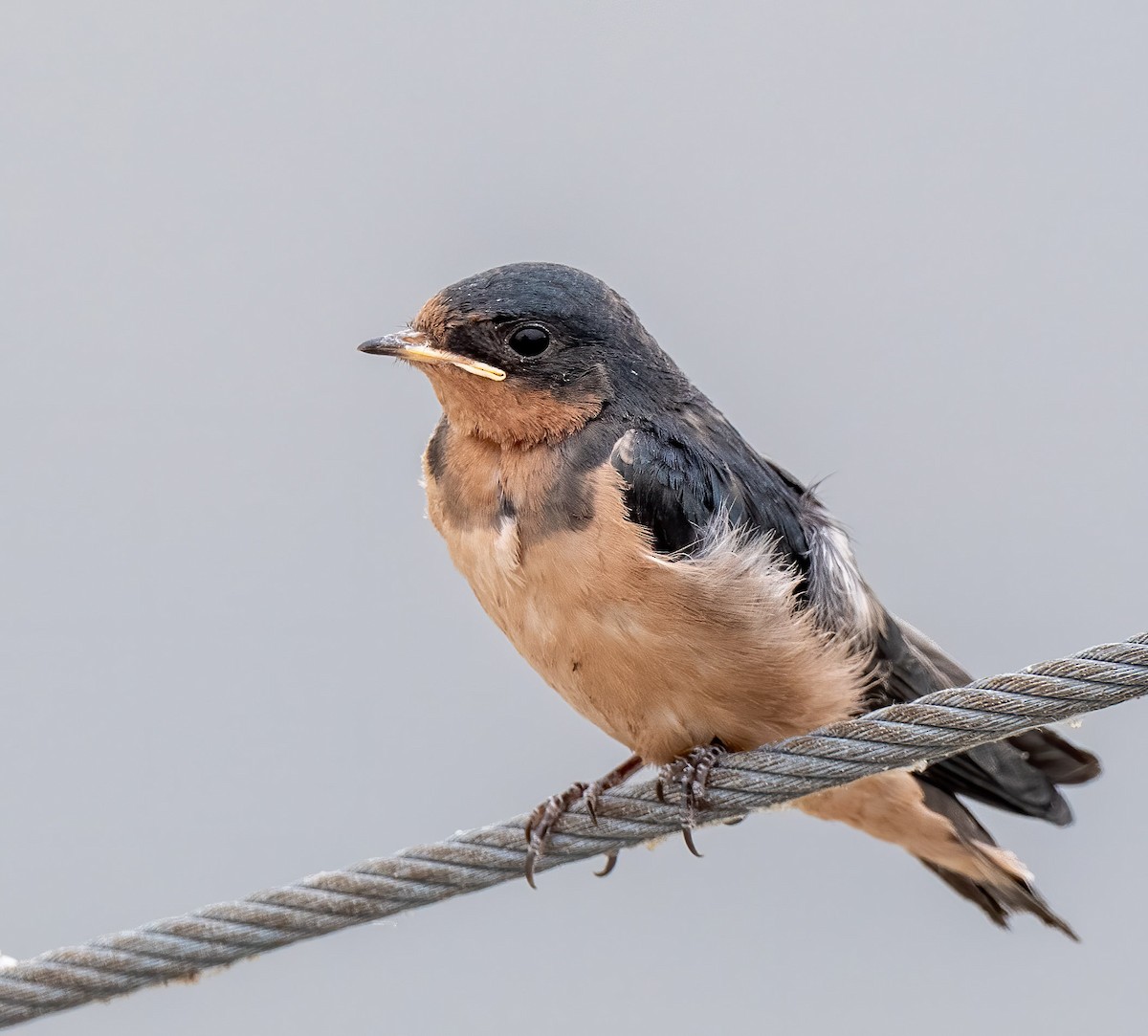 Barn Swallow - ML251013701