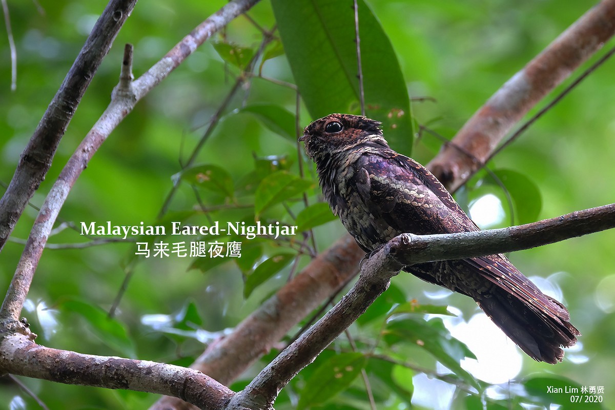 Malaysian Eared-Nightjar - Lim Ying Hien