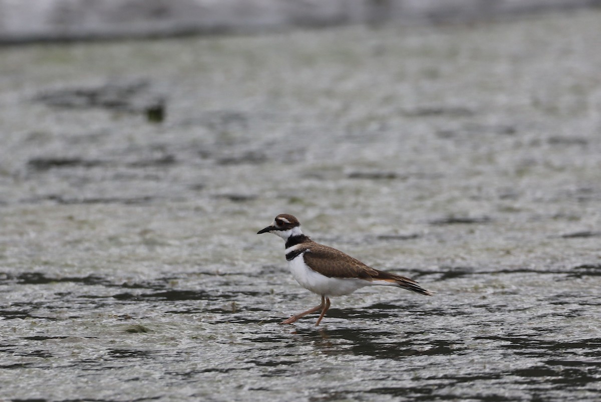 Killdeer - ML251013931