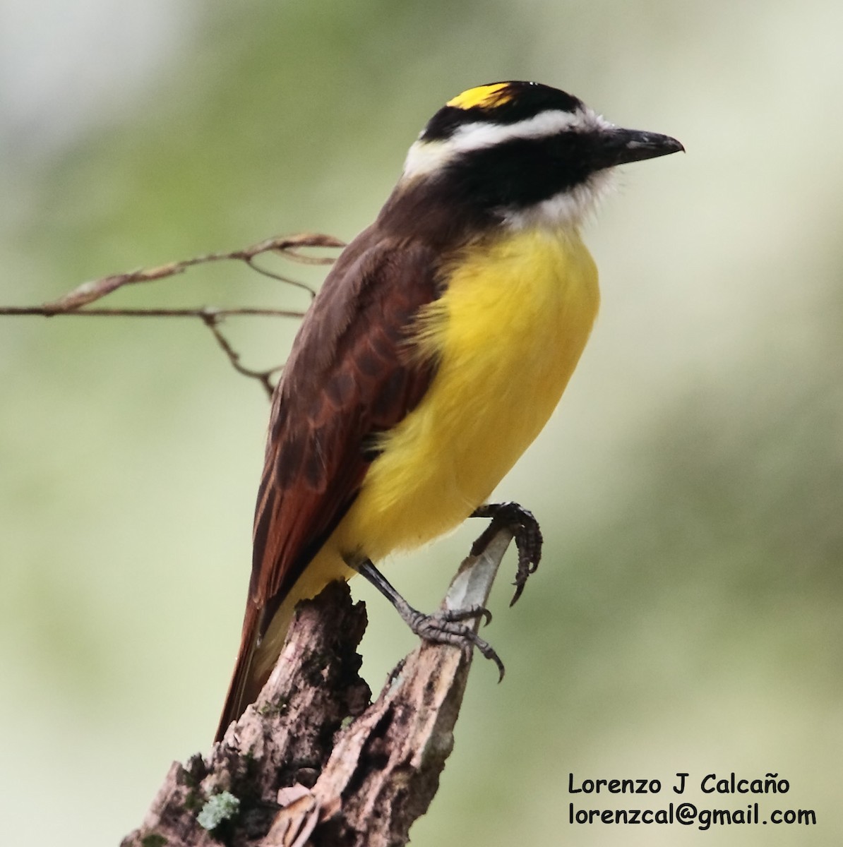 Lesser Kiskadee - Lorenzo Calcaño