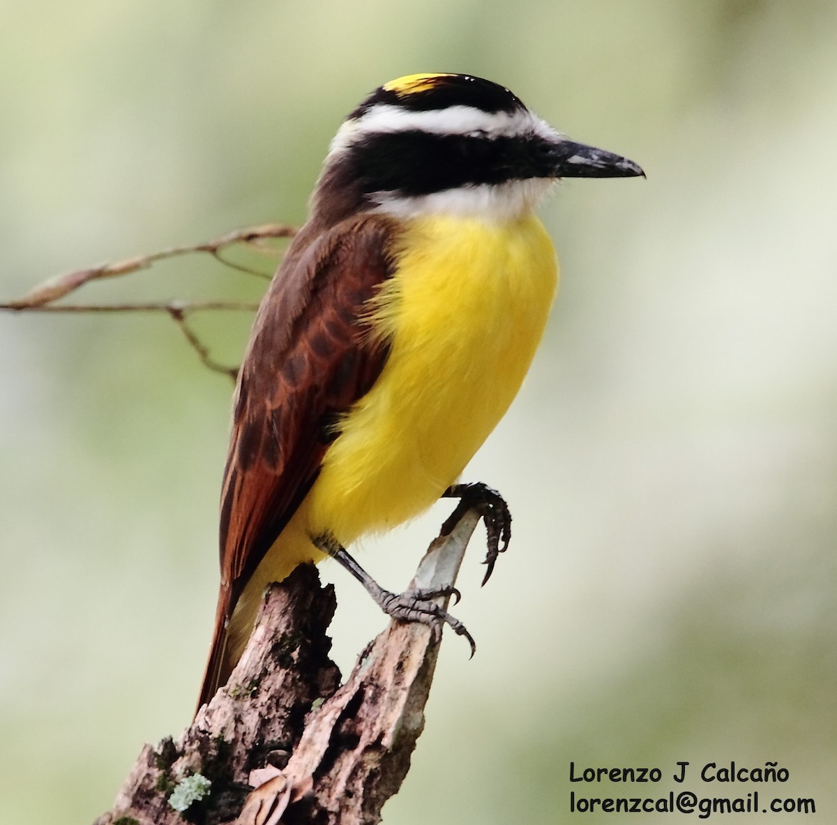 Lesser Kiskadee - ML251015271