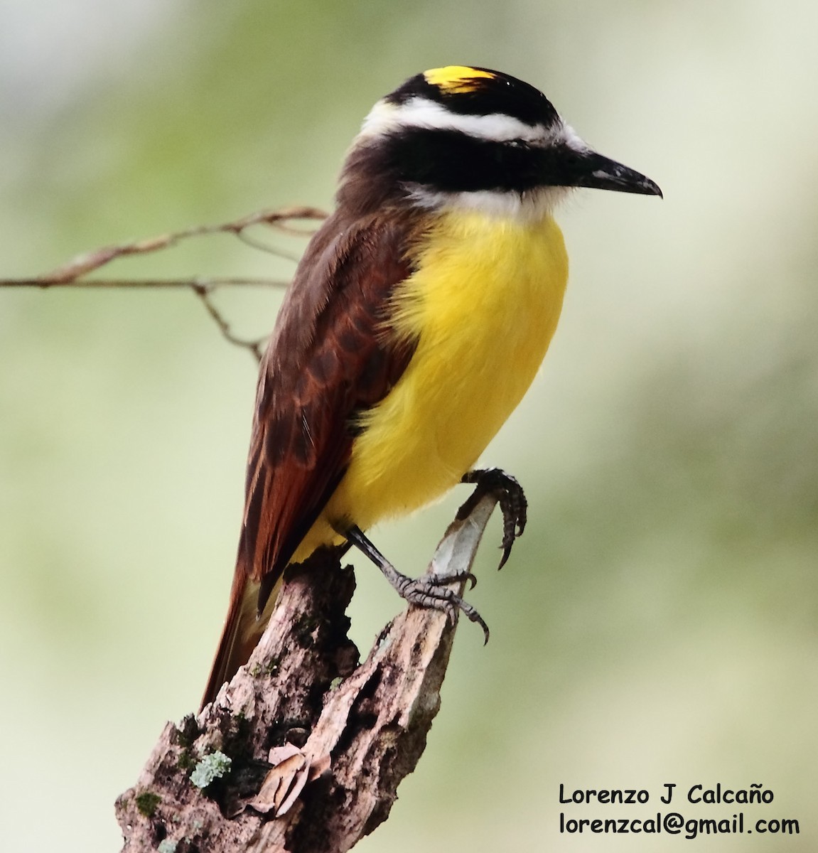 Lesser Kiskadee - ML251015281