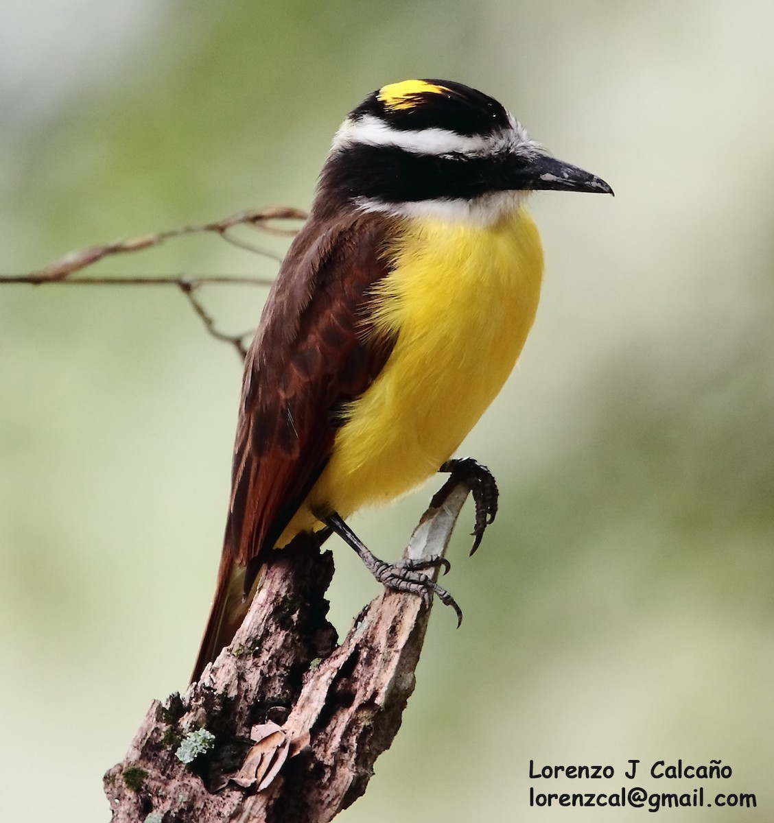 Lesser Kiskadee - Lorenzo Calcaño