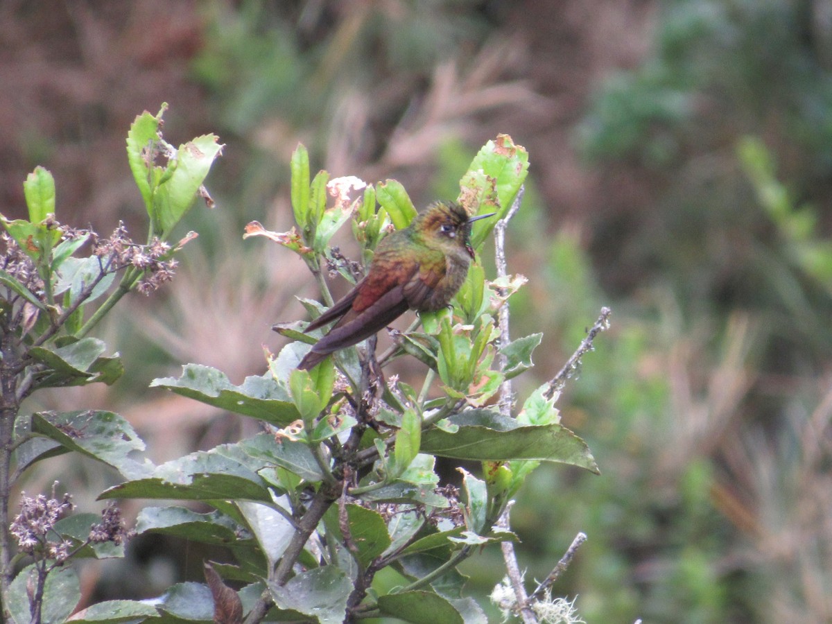 Bronze-tailed Thornbill - Edward Martin lopez