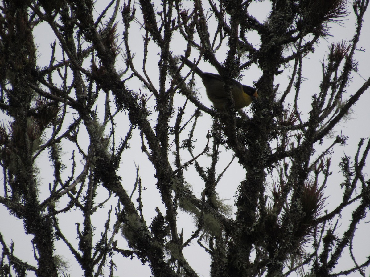 Pale-naped Brushfinch - ML251015471