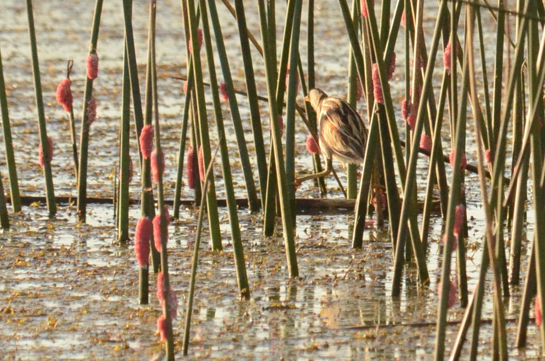 Stripe-backed Bittern - ML251016031