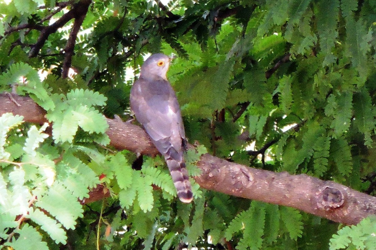 Common Hawk-Cuckoo - ML251016651