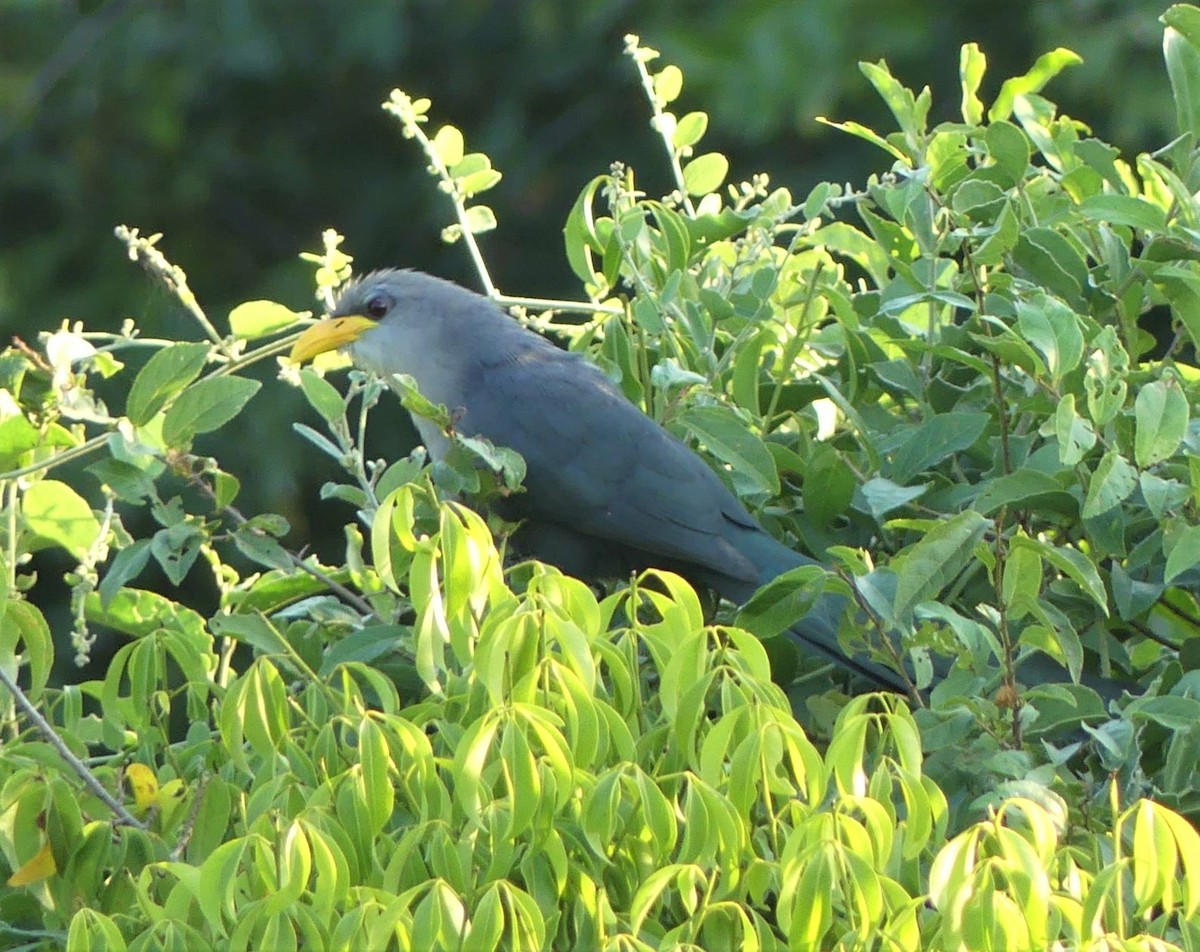 Green Malkoha - Thomas Bruneau