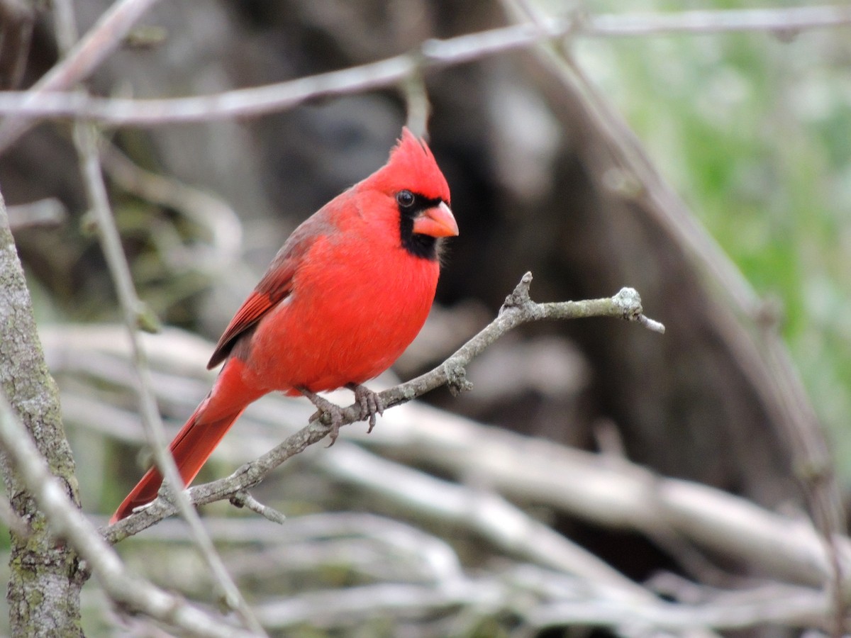 Cardinal rouge - ML25101901
