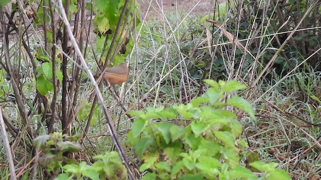 Tawny-bellied Babbler - ML251020391