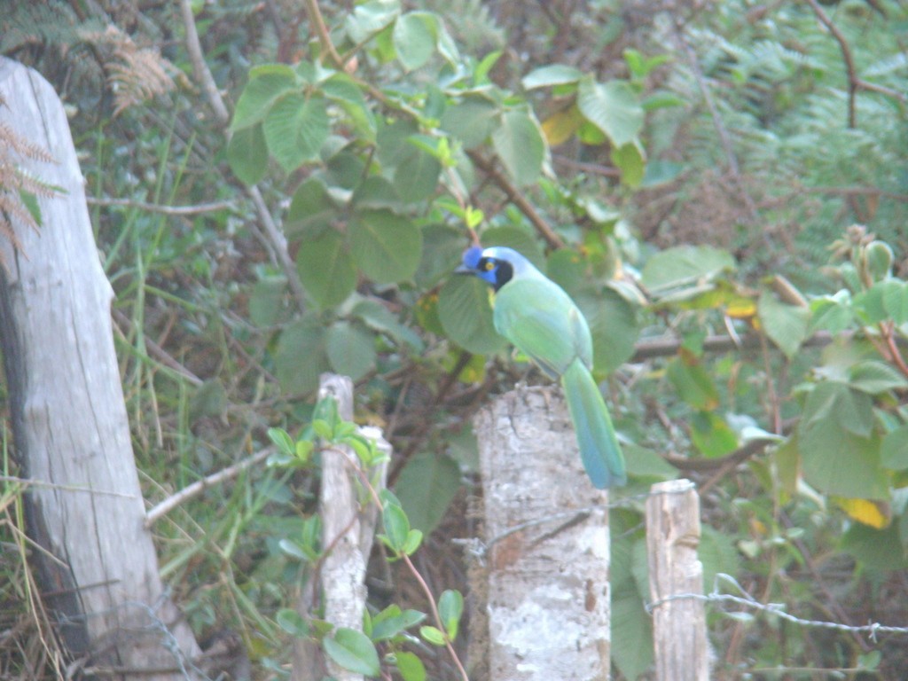 Green Jay - Edwin Mora