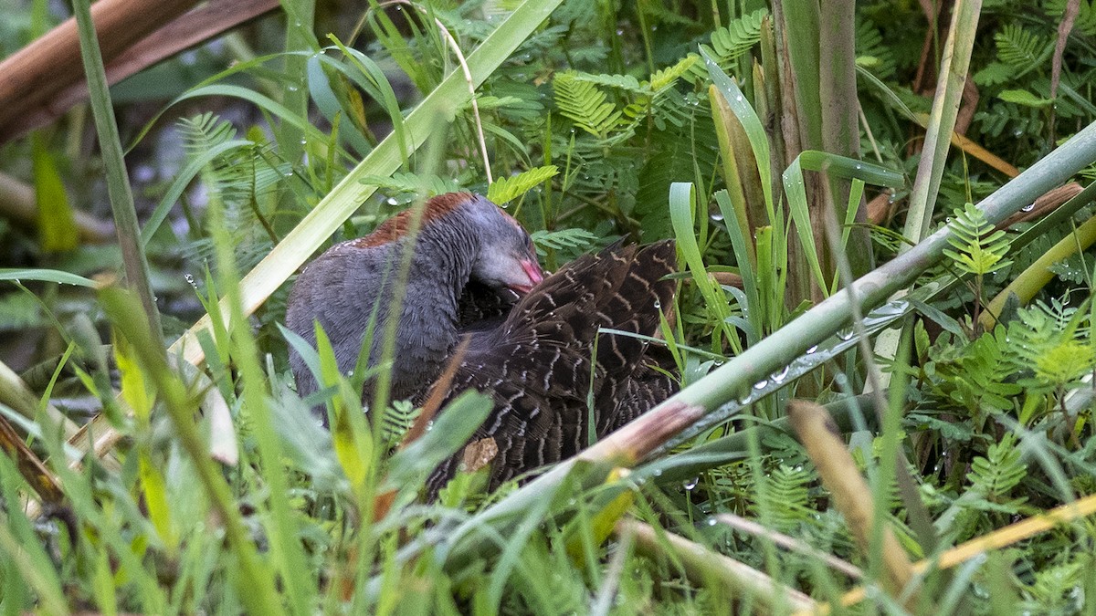 Slaty-breasted Rail - ML251025071