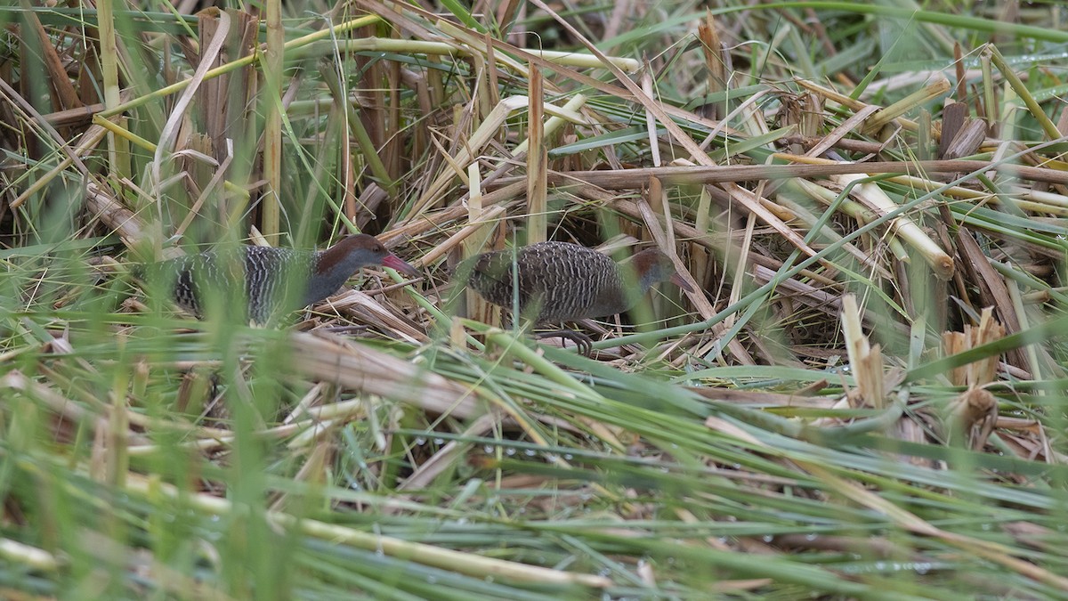 Slaty-breasted Rail - ML251025081