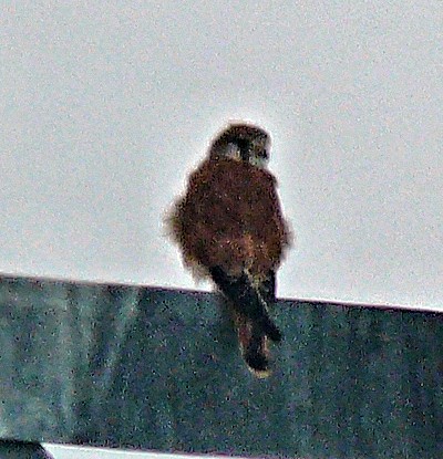 Nankeen Kestrel - ML251025511