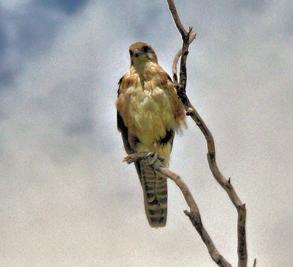 Brown Falcon - ML251025561