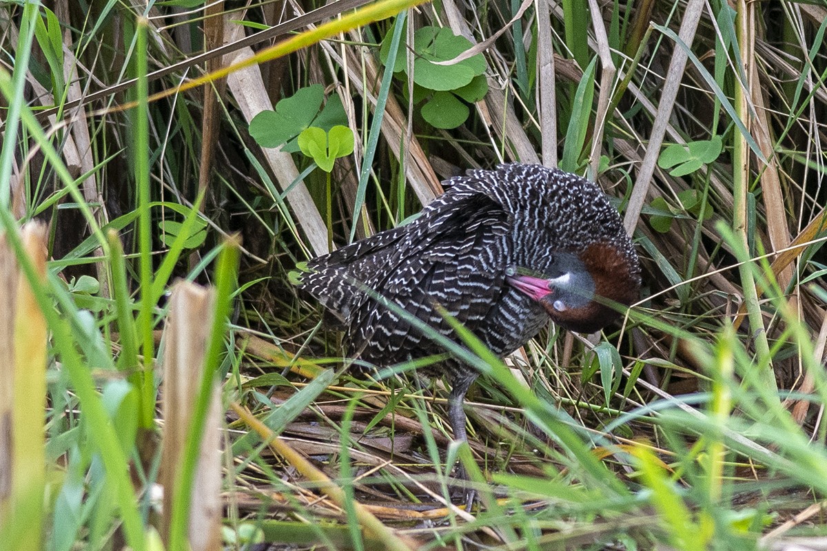 Slaty-breasted Rail - ML251025661