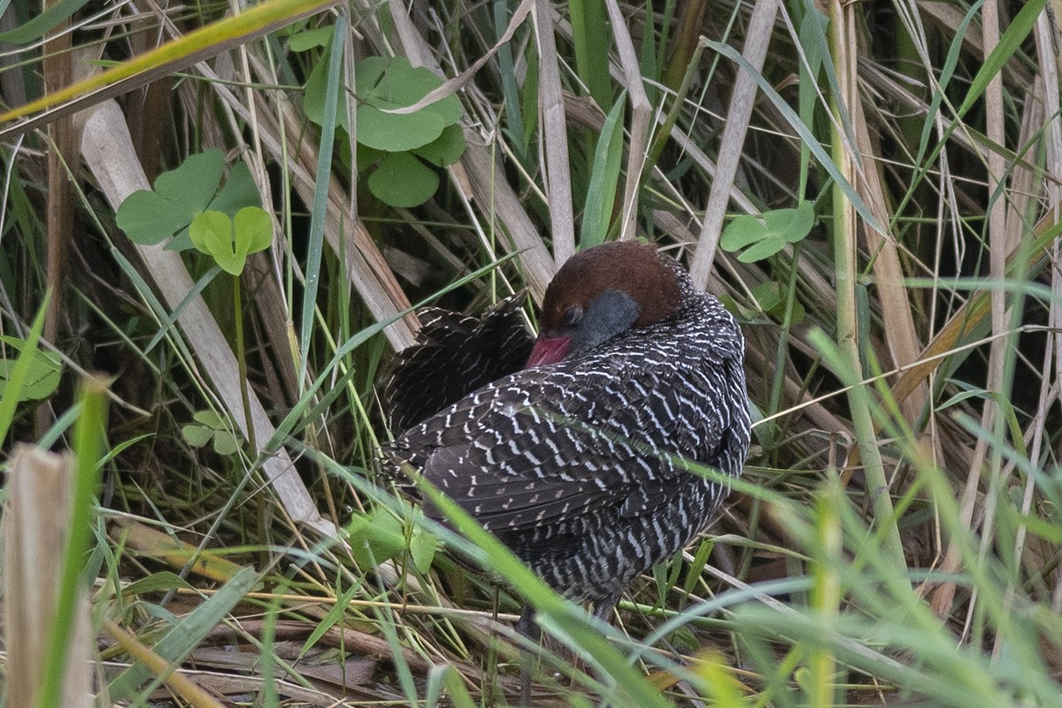 Slaty-breasted Rail - ML251025671