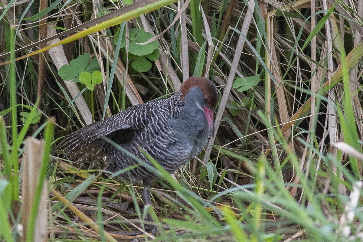 Slaty-breasted Rail - ML251025681