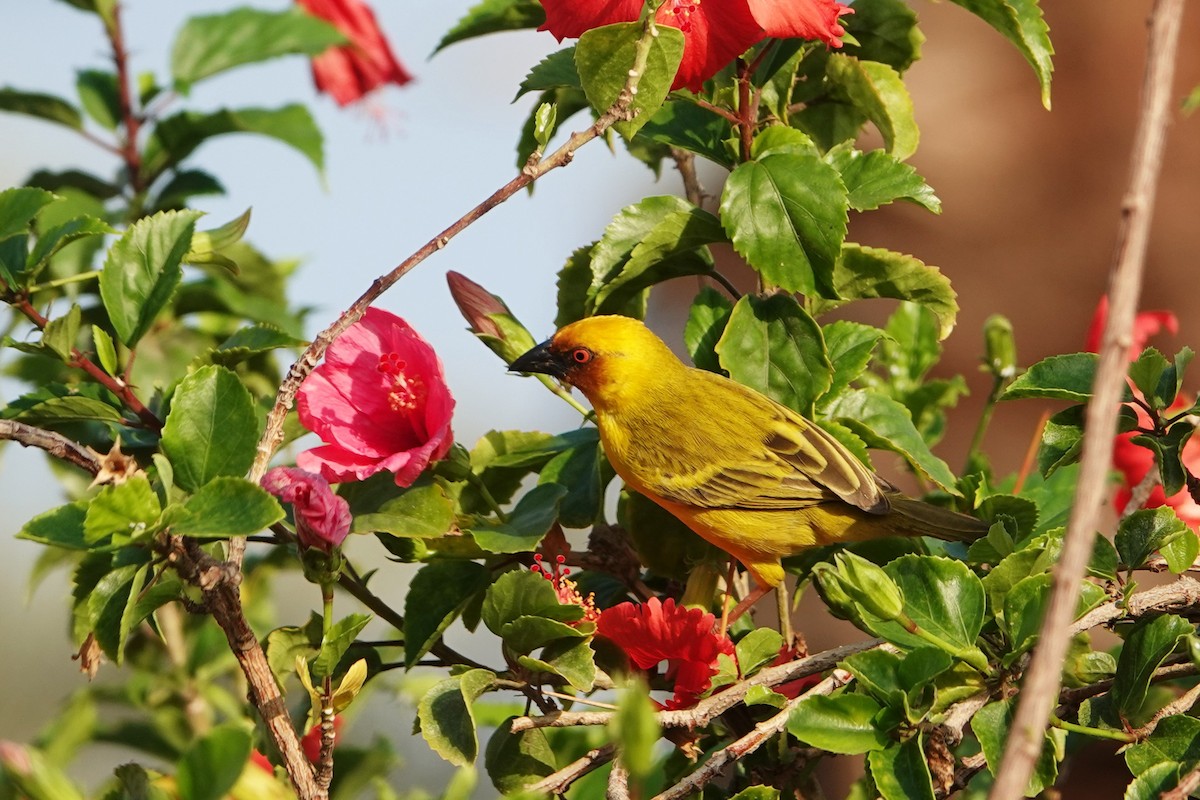 Rüppell's Weaver - ML251025791