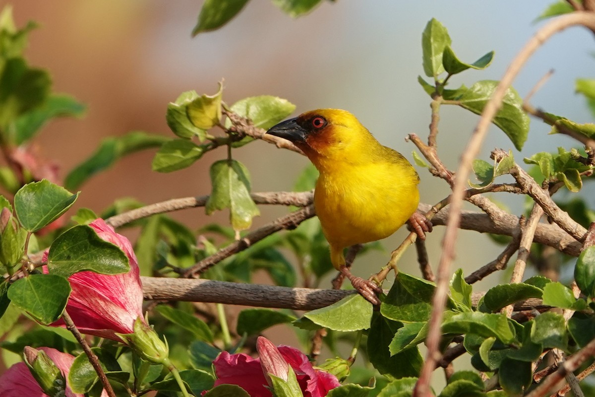 Rüppell's Weaver - ML251025811