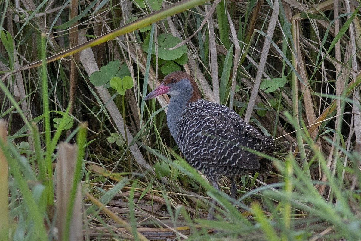 Slaty-breasted Rail - ML251025831