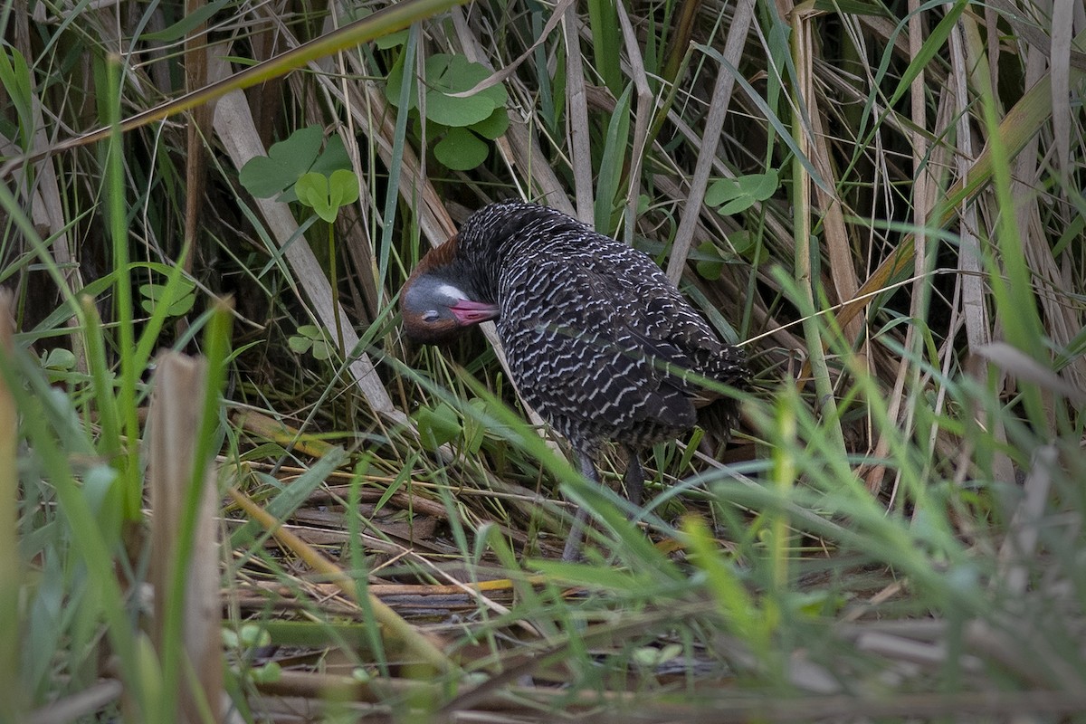 Slaty-breasted Rail - ML251025891