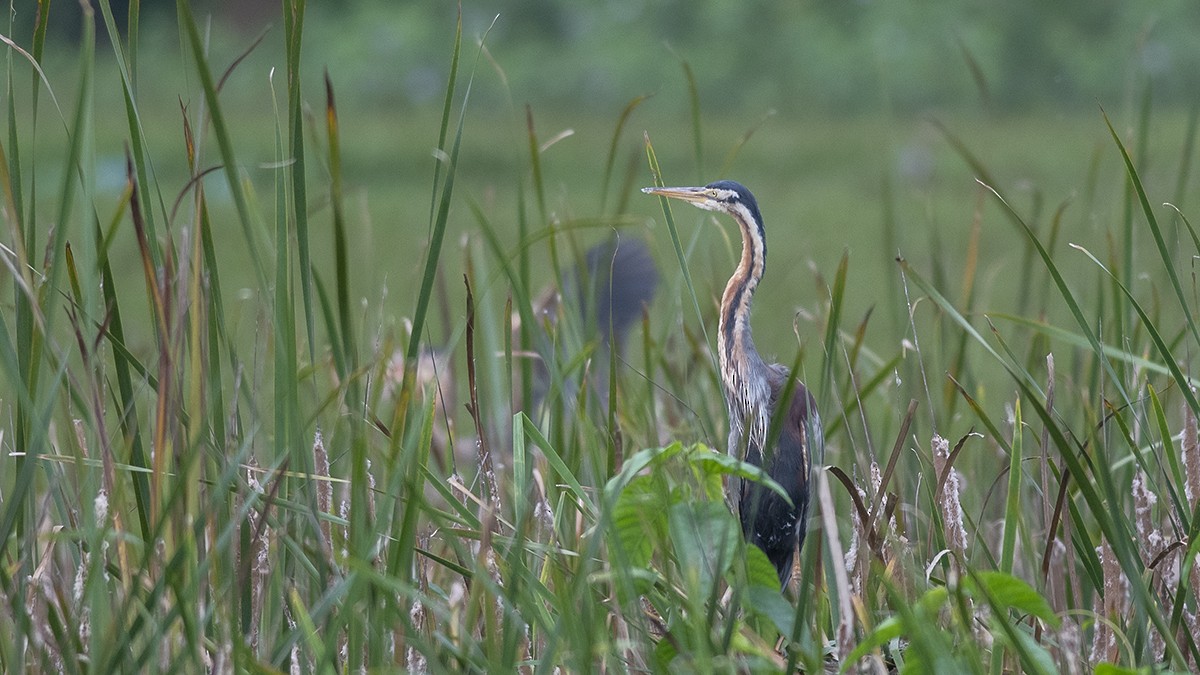 Purple Heron - Vaidehi  Gunjal