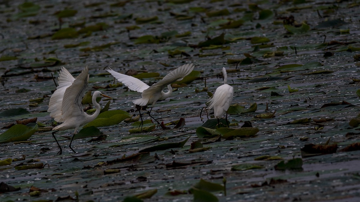 Great Egret - ML251027421