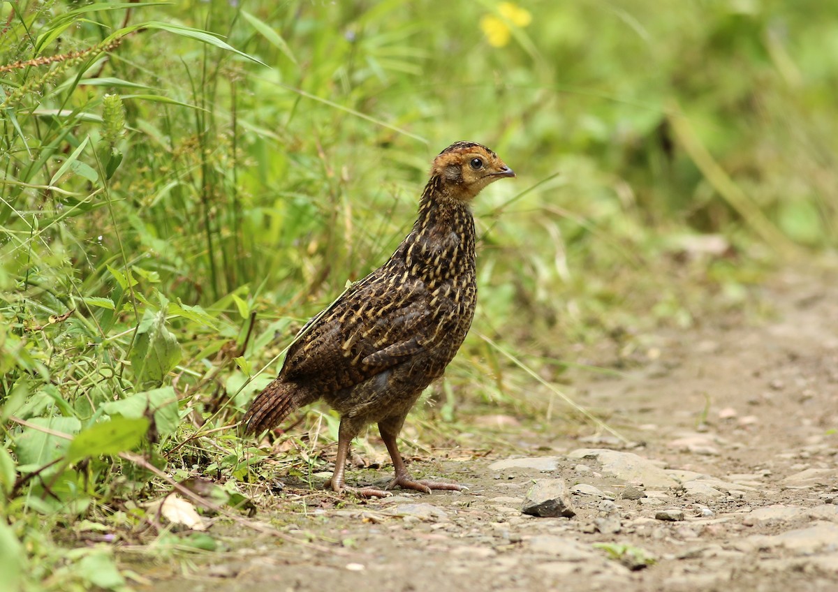 Temminck's Tragopan - Cheng Qian