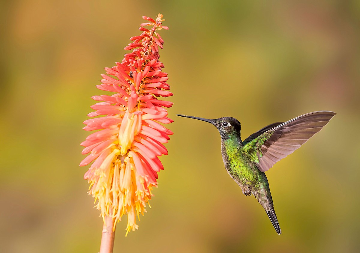 Talamanca Hummingbird - ML251029161